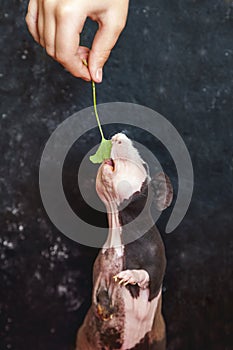 Skinny guinea pig and green grass