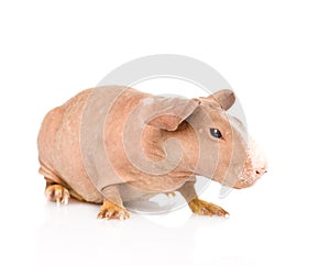 Skinny guinea pig looking away. isolated on white background