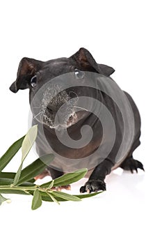 Skinny guinea pig and olive branch