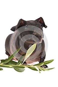 Skinny guinea pig and olive branch