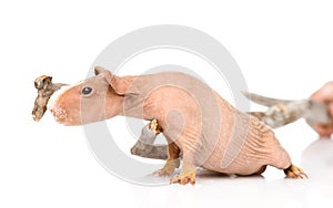 Skinny guinea pig standing in profile. isolated on white