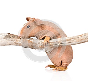 Skinny guinea pig standing in profile. isolated on white