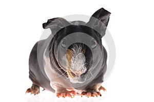 Skinny guinea pig on white background