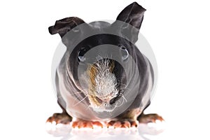 Skinny guinea pig on white background