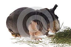 Skinny guinea pig on white background