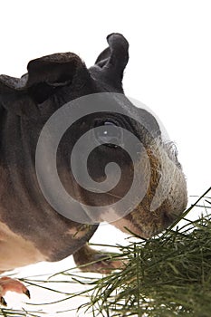 Skinny guinea pig on white background