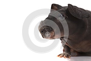 Skinny guinea pig on white background