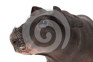 Skinny guinea pig on white background