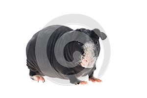 Skinny guinea pig on white background