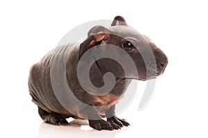 Skinny guinea pig on white background