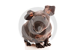 Skinny guinea pig on white background