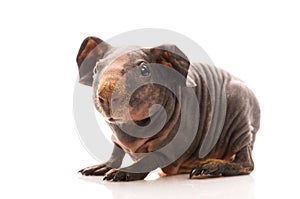 Skinny guinea pig on white background