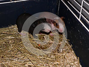 Skinny guinea pigs