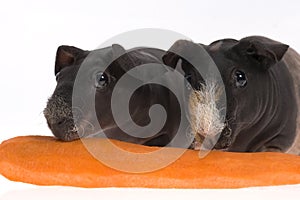 Skinny guinea pigs with carrot on white background