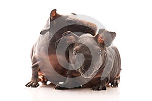 Skinny guinea pigs on white background