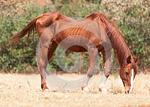 Skinny horse