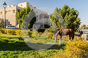 Skinny horse in a park in Aswan, Egy
