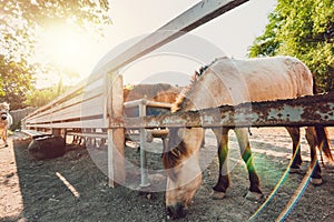 The Skinny horses in fence and sun light