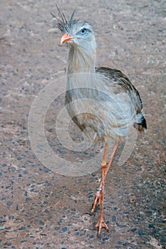 Skinny legged blue eyed bird