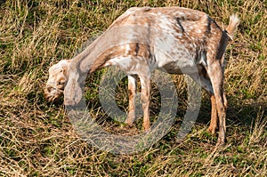 Skinny light brown Nubian goat is eating grass