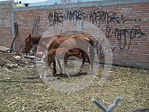 Skinny malnourished horses in San Miguel de Allende Guanajuato Mexico