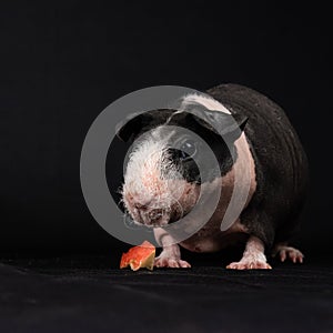 Skinny pig on black background