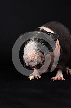 Skinny pig on black background