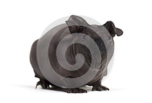 Skinny pig, Guinea pig against white background