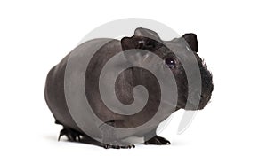 Skinny pig, Guinea pig against white background