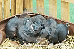 Skinny Pig or hairless guinea pig family