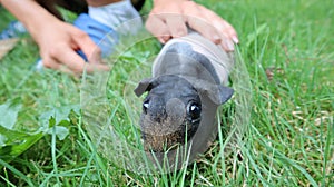 Skinny Pig â€“ The Hairless Guinea Pig