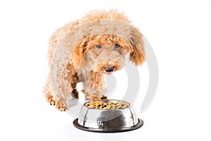 A skinny poodle puppy next to her bowl of kibbles