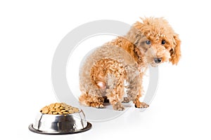 A skinny poodle puppy next to her bowl of kibbles