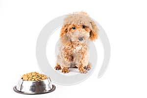 A skinny poodle puppy next to her bowl of kibbles