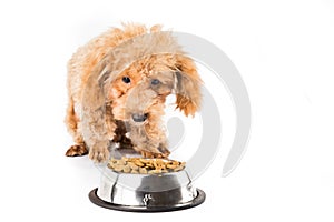 A skinny poodle puppy next to her bowl of kibbles