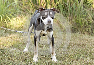 Skinny puppy with mange hair loss on head.