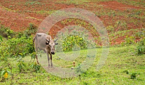 skinny underfed cow in africa