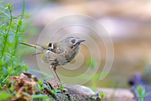 Skiny Goldcrest stands near a waterpond