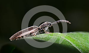 Skipjack beetle