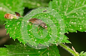 Skipjack beetle on a leaf