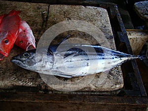 Skipjack tuna fresly caught by artisanal Filipino fishermen