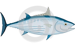 Skipjack Tuna Illustration