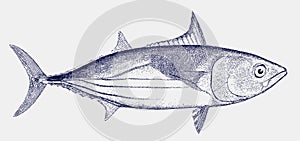 Skipjack tuna, an important food fish in side view