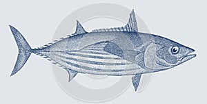 Skipjack tuna katsuwonus pelamis