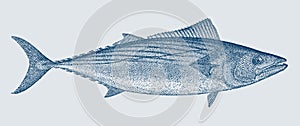 Skipjack tuna katsuwonus pelamis