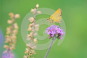 Skipper butterfly