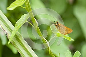 A skipper butterfly