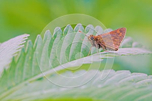 Skipper butterfly