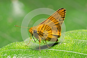 Skipper butterfly