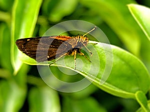 Skipper butterfly